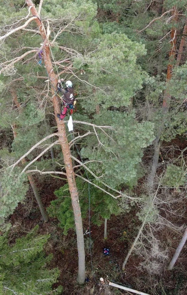 Vichřice strhla z koruny borovice velké orlí hnízdo. Experti teď na stejný strom instalovali novou hnízdní podložku