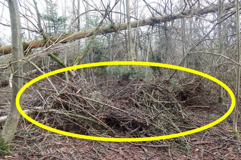 Vichřice strhla z koruny borovice velké orlí hnízdo. Experti teď na stejný strom instalovali novou hnízdní podložku