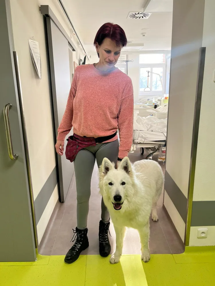 Švýcarský ovčák Amor miluje lidi a je teď tím nejočekávanějším návštěvníkem Stodské nemocnice