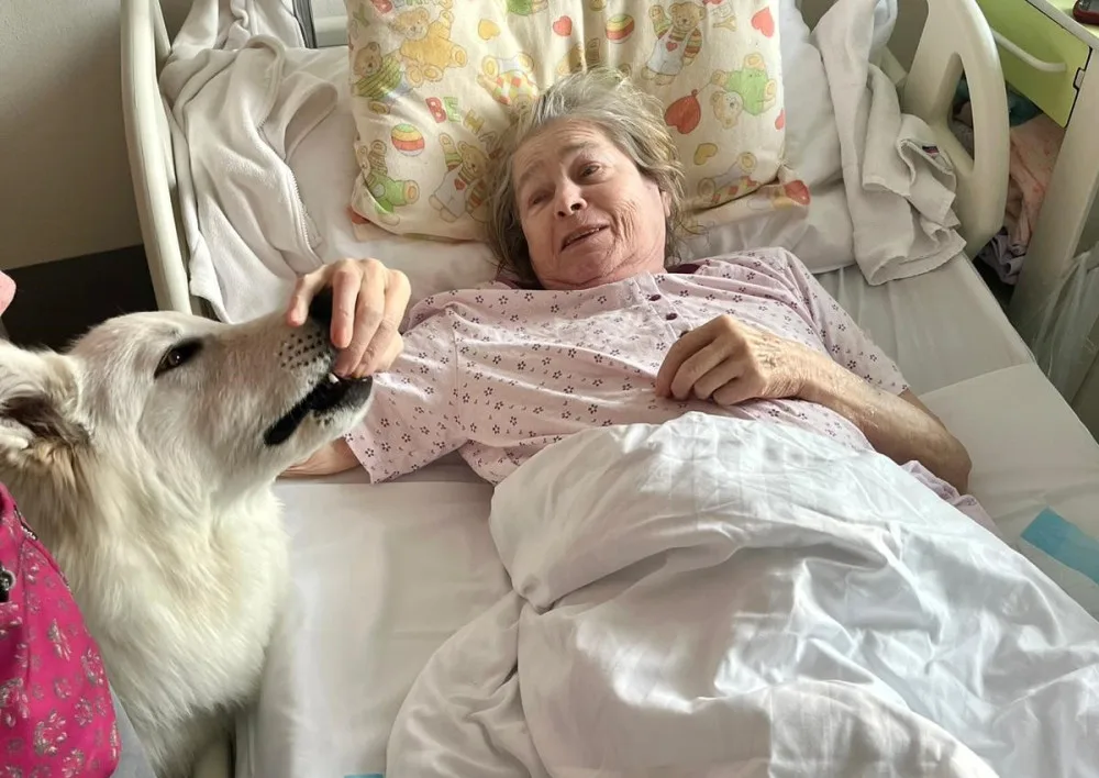 Švýcarský ovčák Amor miluje lidi a je teď tím nejočekávanějším návštěvníkem Stodské nemocnice