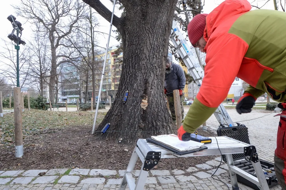 Rozložitý dub před budovou západočeského muzea se kácet nebude. Testy prokázaly jeho stabilitu
