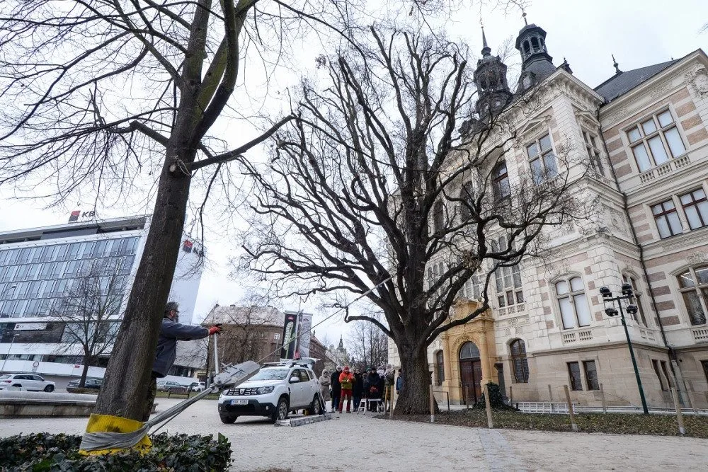 Rozložitý dub před budovou západočeského muzea se kácet nebude. Testy prokázaly jeho stabilitu