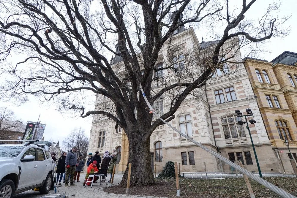 Rozložitý dub před budovou západočeského muzea se kácet nebude. Testy prokázaly jeho stabilitu