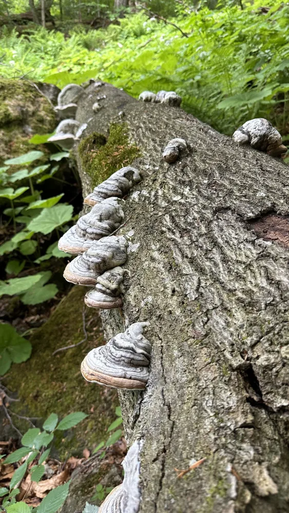 Obrovský význam odumřelého dřeva pro přírodu bude letos Národní park Šumava vysvětlovat v programech pro veřejnost