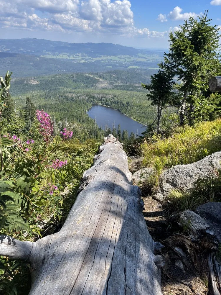Obrovský význam odumřelého dřeva pro přírodu bude letos Národní park Šumava vysvětlovat v programech pro veřejnost