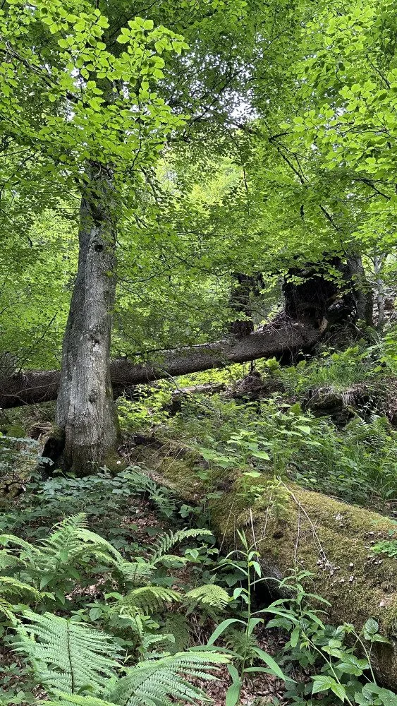 Obrovský význam odumřelého dřeva pro přírodu bude letos Národní park Šumava vysvětlovat v programech pro veřejnost