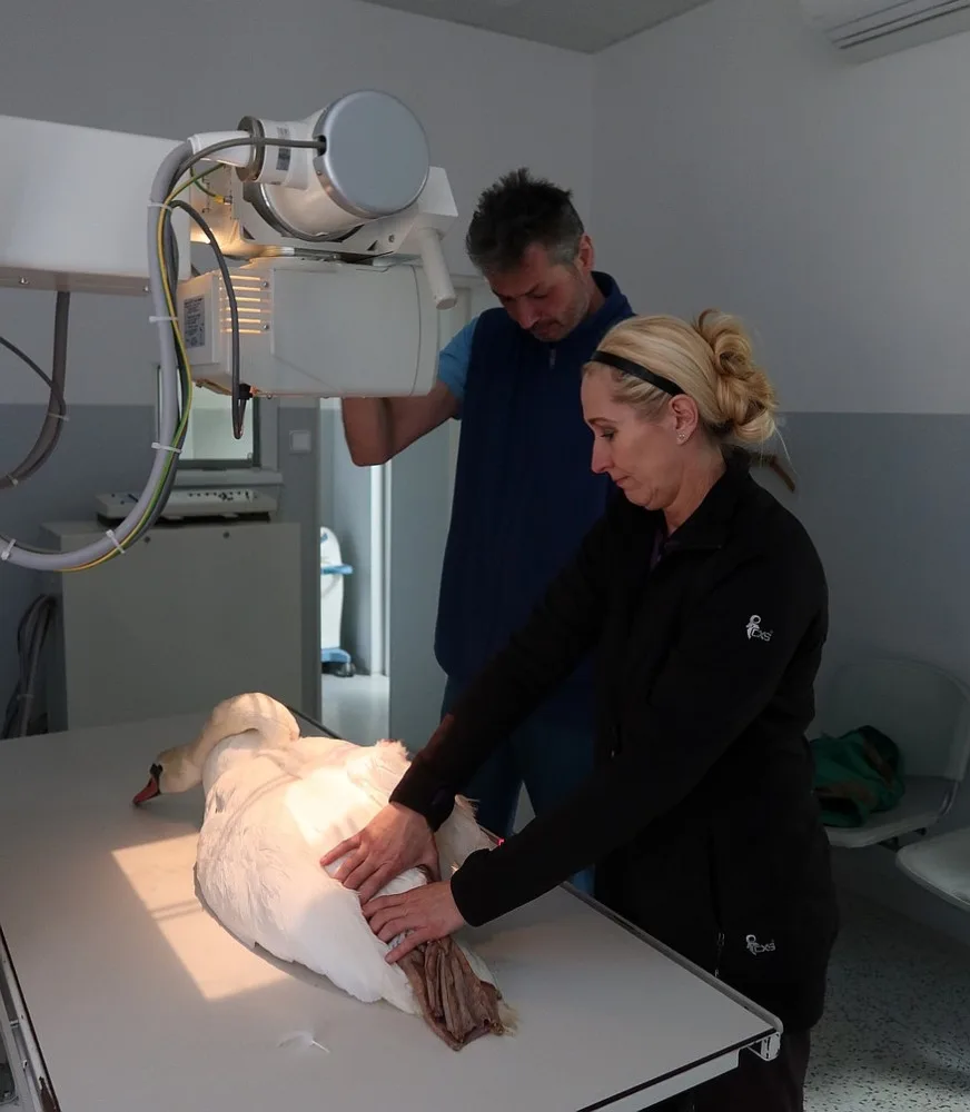 Vyšetření nemocné labutě na plzeňské veterinární klinice