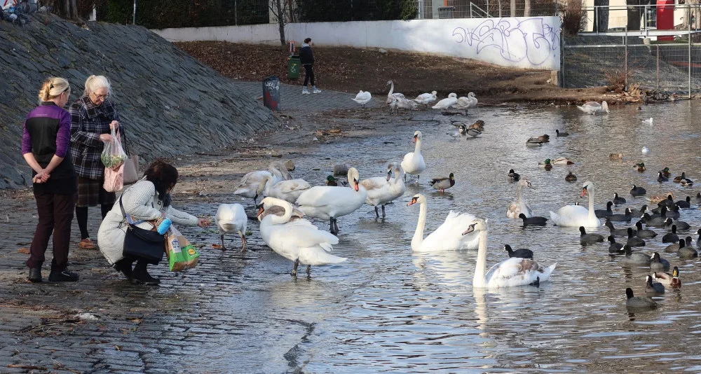 Pokroucené krky mají i dvě labutě v Praze na Vltavě