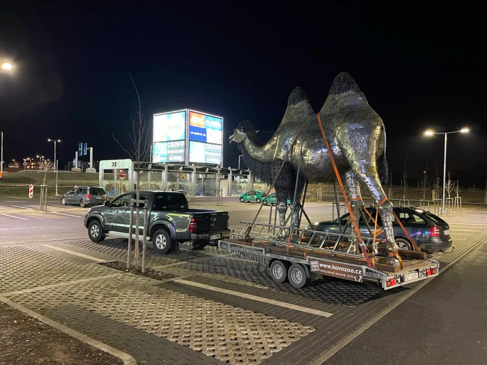 Transport velbloudice