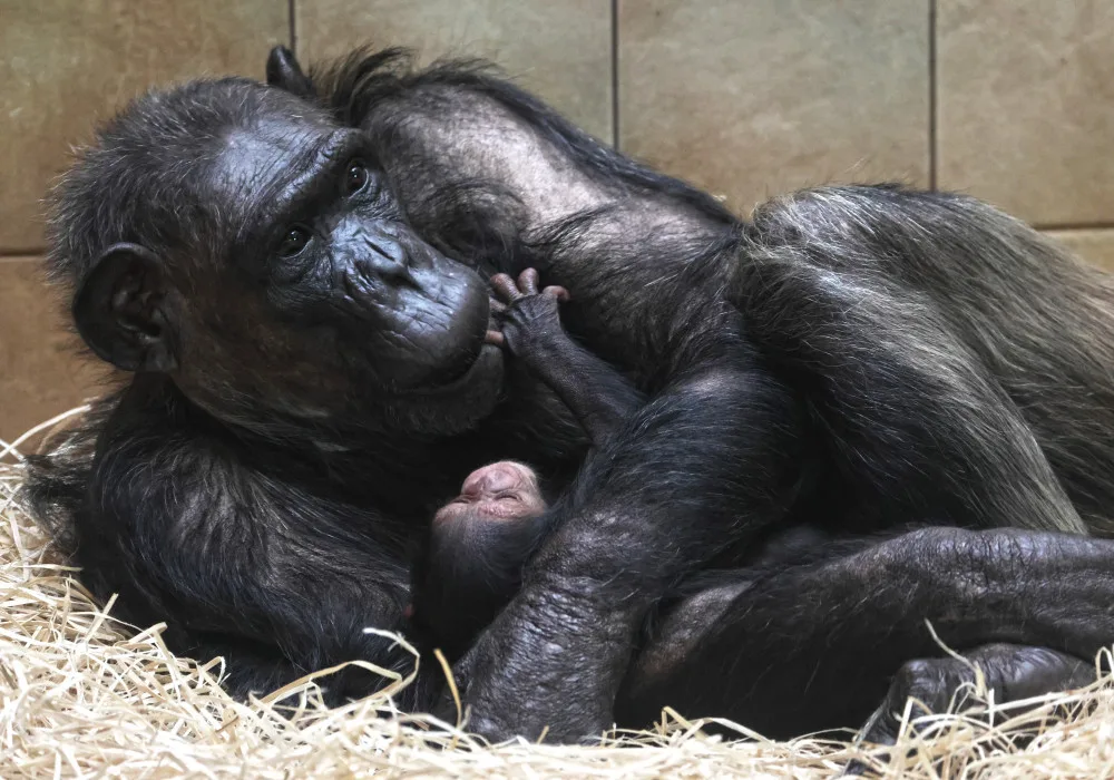 Návštěvníci plzeňské zoo už mohou obdivovat mládě šimpanze, prosíme o ohleduplnost, apeluje zahrada