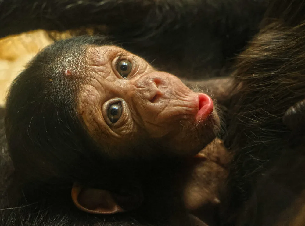 Návštěvníci plzeňské zoo už mohou obdivovat mládě šimpanze, prosíme o ohleduplnost, apeluje zahrada