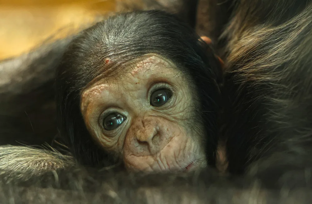 Návštěvníci plzeňské zoo už mohou obdivovat mládě šimpanze, prosíme o ohleduplnost, apeluje zahrada
