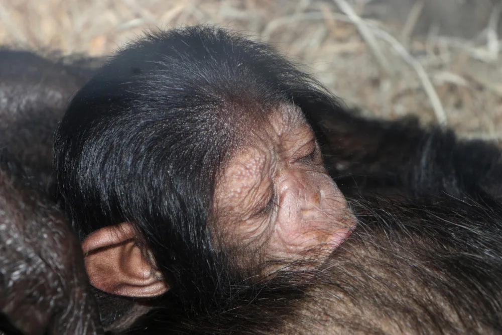 Návštěvníci plzeňské zoo už mohou obdivovat mládě šimpanze, prosíme o ohleduplnost, apeluje zahrada