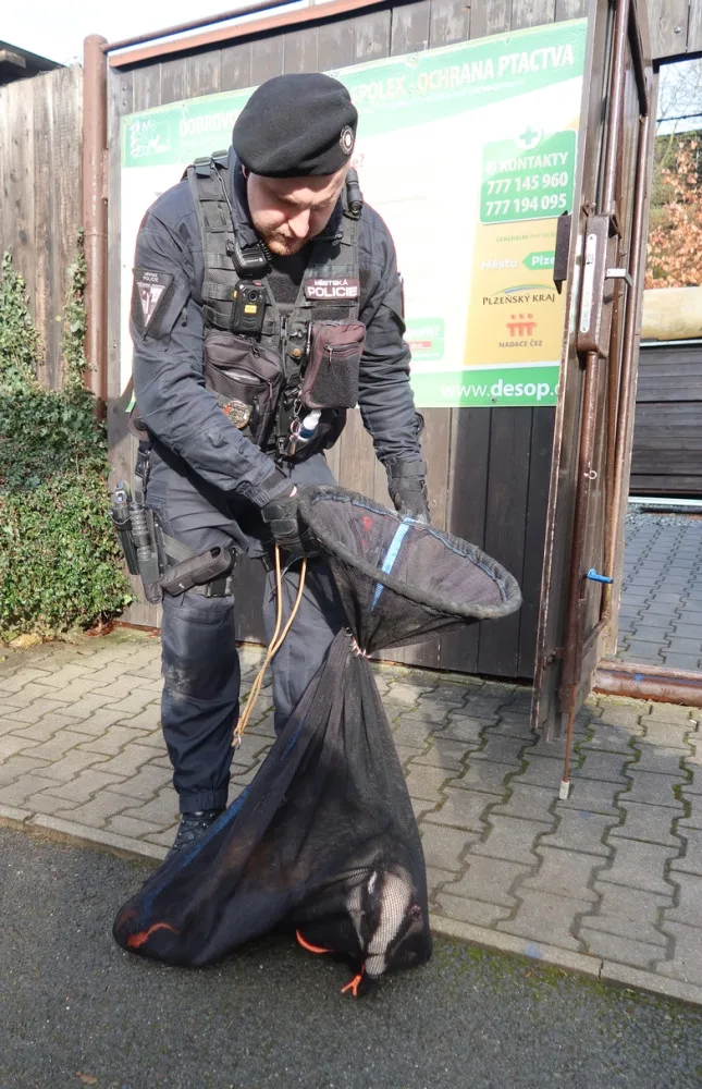 VIDEO: Zraněný jezevec se zatoulal do skateparku, naháněli ho strážníci spolu s hasiči