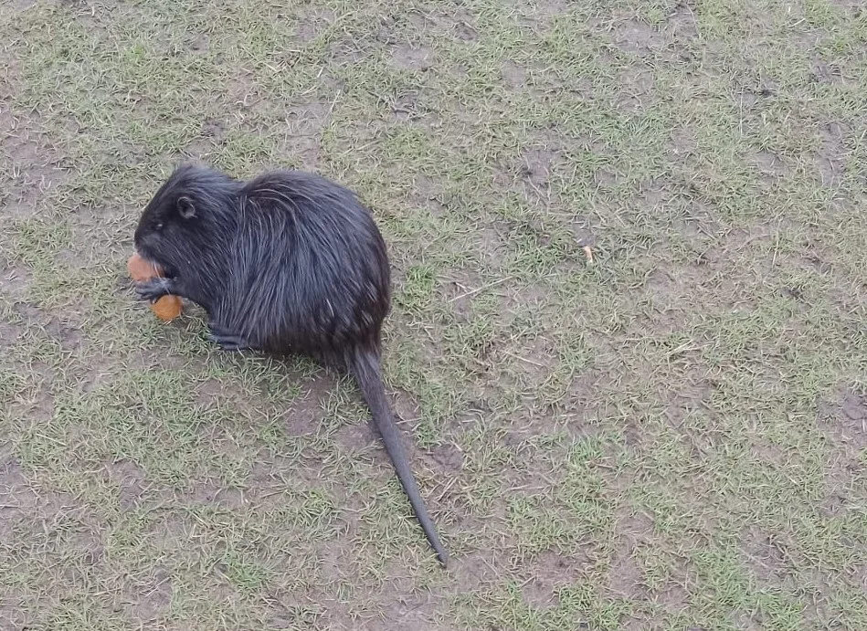 Nutrie požírá vyhozené uzeniny