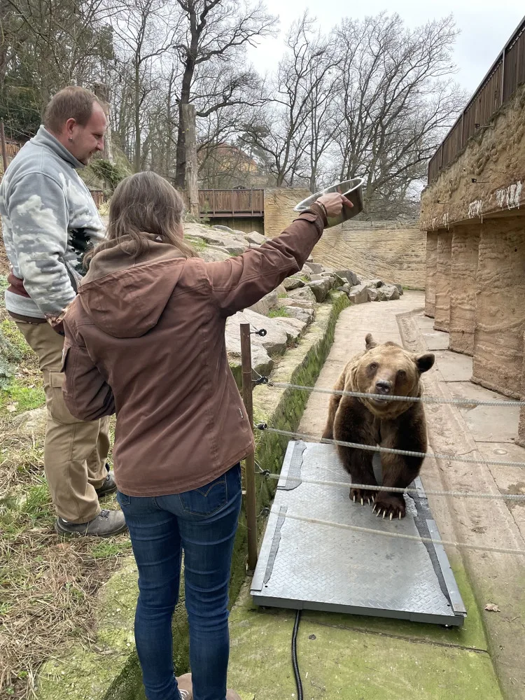 Ze zimního spánku vstali plzeňští medvědi o 50 kilo lehčí, hvězdy večerníčků se zatím rozkoukávají