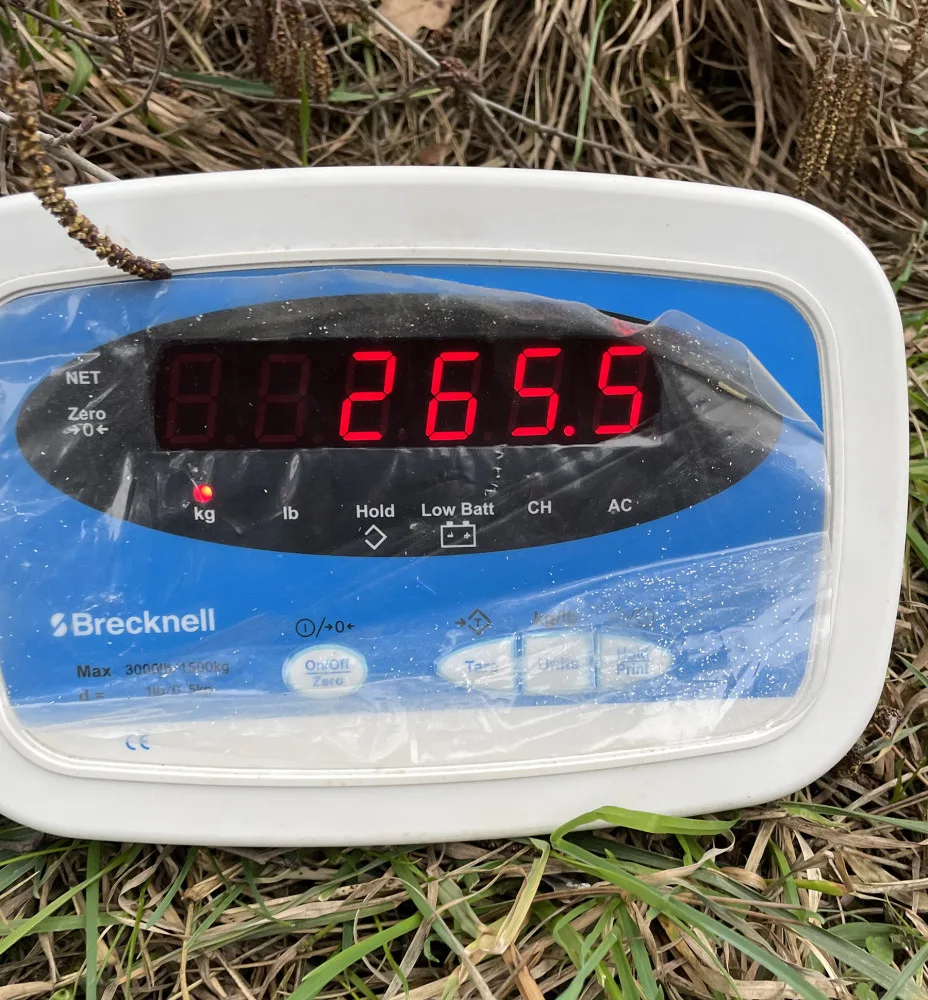 Ze zimního spánku vstali plzeňští medvědi o 50 kilo lehčí, hvězdy večerníčků se zatím rozkoukávají
