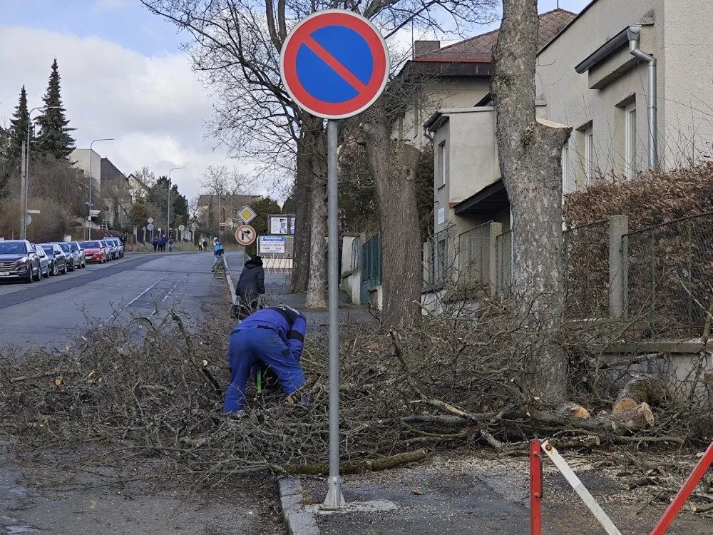 Stovky stromů byly pokáceny, za každý z nich nyní vysadí město nejméně jeden nový