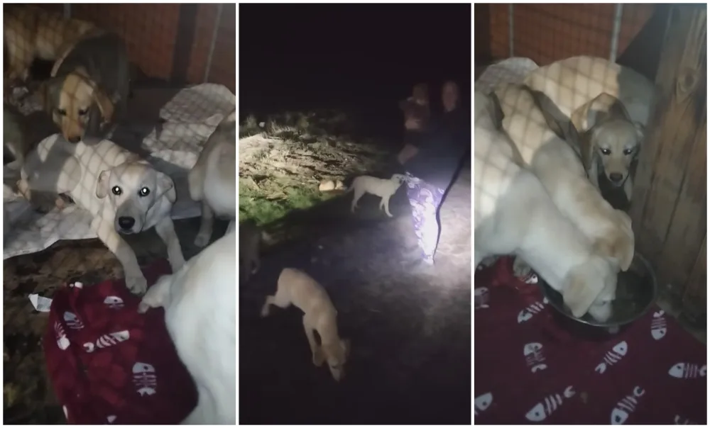 Sedm štěňat labradorů kdosi vypustil na frekventovanou silnici, byla vystrašená a hladová