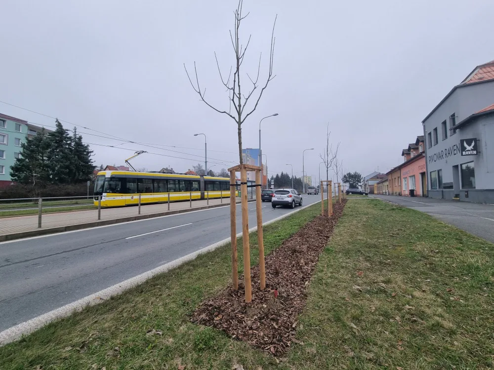 Stovky keřů, desítky stromů i trvalky ve štěrkových záhonech, obvod se ve velkém pustil do výsadby