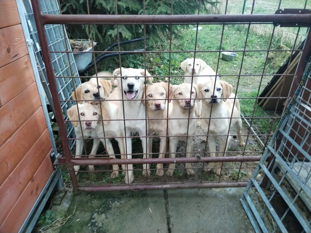 Vyhozená štěňátka labradorů už mají nový domov, bezohledného chovatele hledá policie