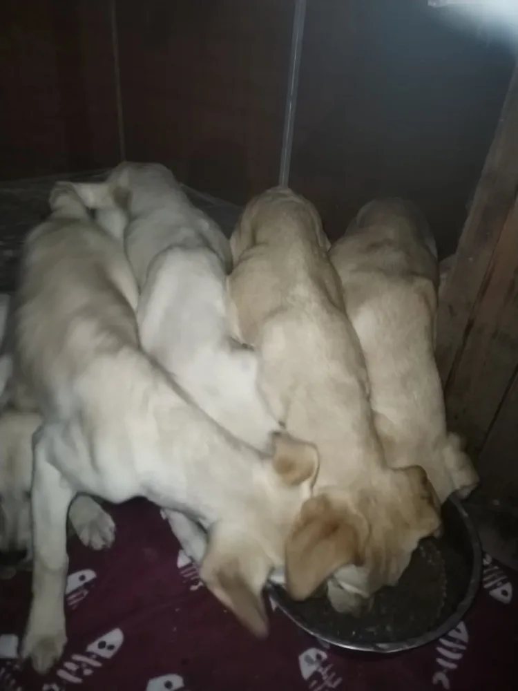 Vyhozená štěňátka labradorů už mají nový domov, bezohledného chovatele hledá policie