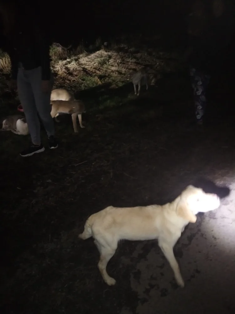 Vyhozená štěňátka labradorů už mají nový domov, bezohledného chovatele hledá policie