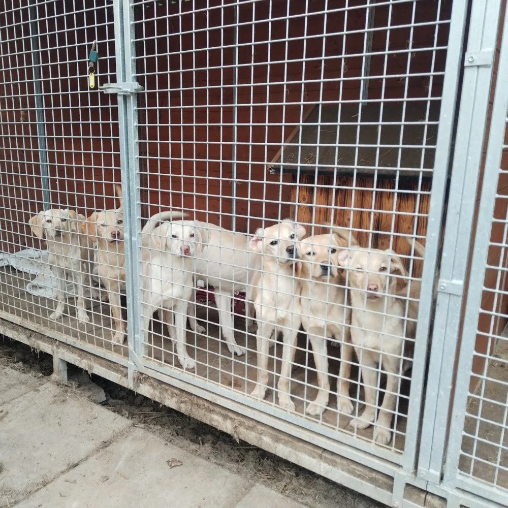 Vyhozená štěňátka labradorů už mají nový domov, bezohledného chovatele hledá policie