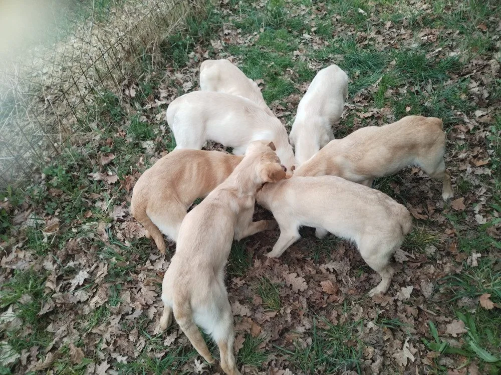 Vyhozená štěňátka labradorů už mají nový domov, bezohledného chovatele hledá policie