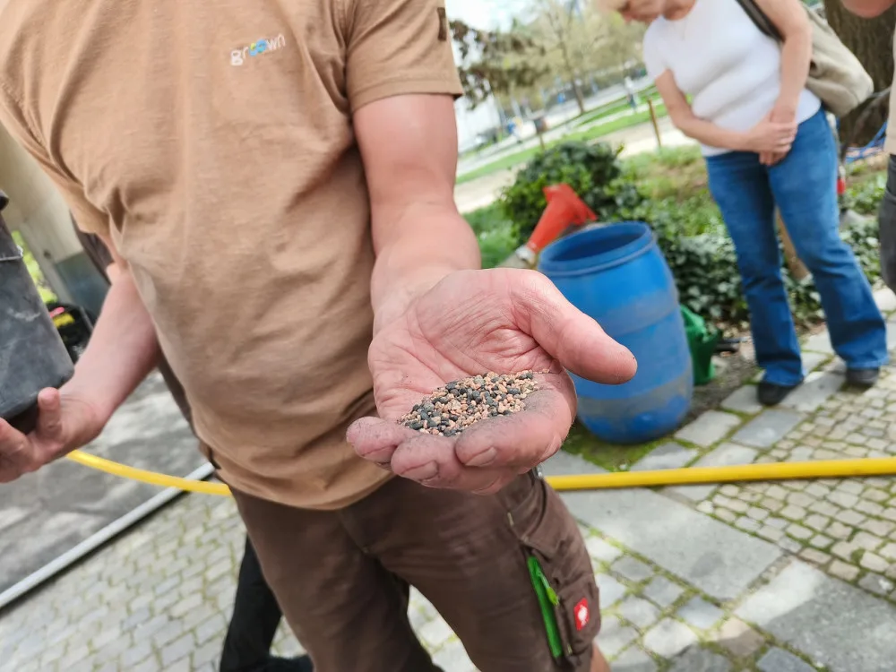 Stoletý dub v centru města dostal speciální infuzi, která ho vyživí a ochrání před škůdci