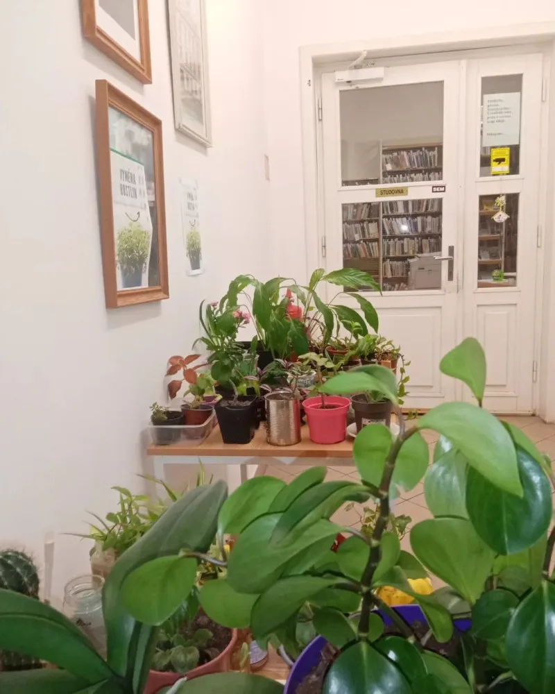Semínkovnu v knihovně si čtenáři zamilovali, teď si tam budou moci s ostatními vyměnit i své pokojovky