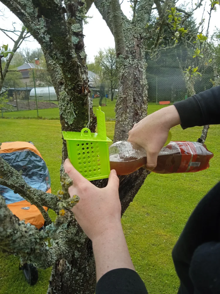 Nebezpečné sršně asijské lapí speciální pasti podél dálnice D5, hmyz často vozí kamiony z ciziny