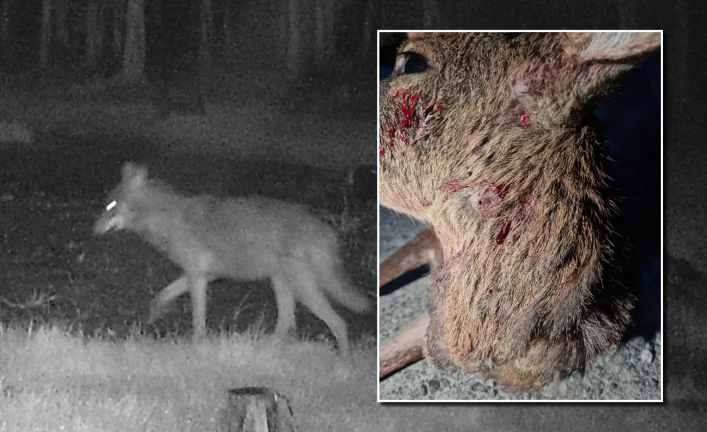 Vlk se zřejmě pohybuje i na území Plzně, starosta Litic zveřejnil fotku usmrcené srnky