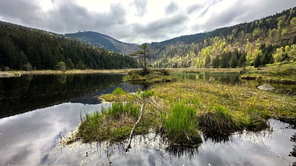 Malé Javorské jezero vás uchvátí krásou tří plovoucích ostrovů. Stromy v okolí ale zdevastoval kůrovec a následná těžba