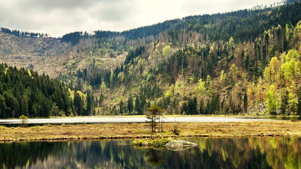 Malé Javorské jezero vás uchvátí krásou tří plovoucích ostrovů. Stromy v okolí ale zdevastoval kůrovec a následná těžba