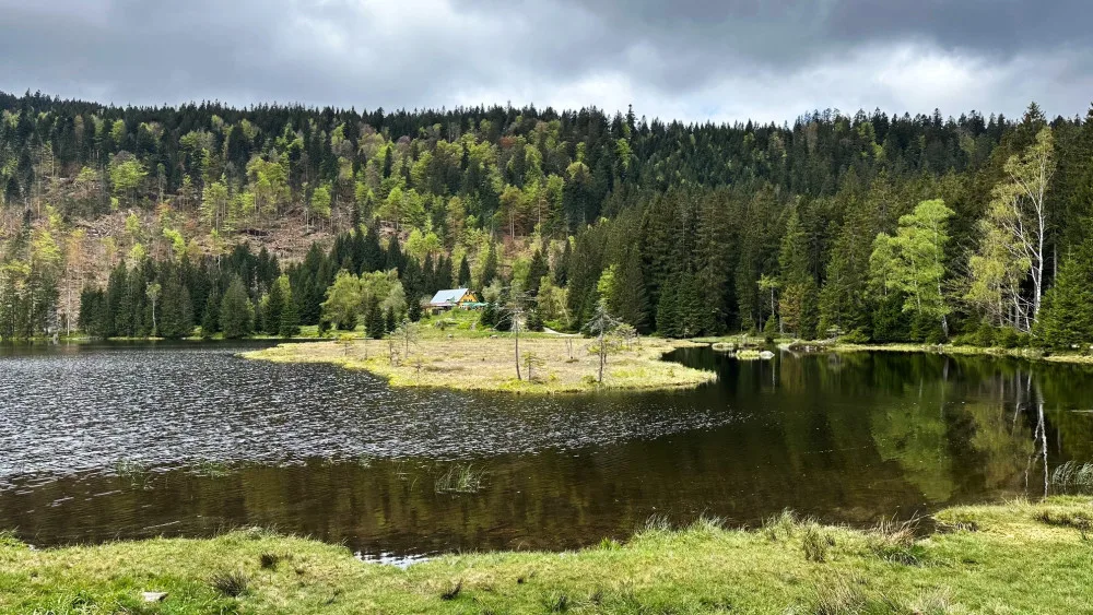 Malé Javorské jezero vás uchvátí krásou tří plovoucích ostrovů. Stromy v okolí ale zdevastoval kůrovec a následná těžba