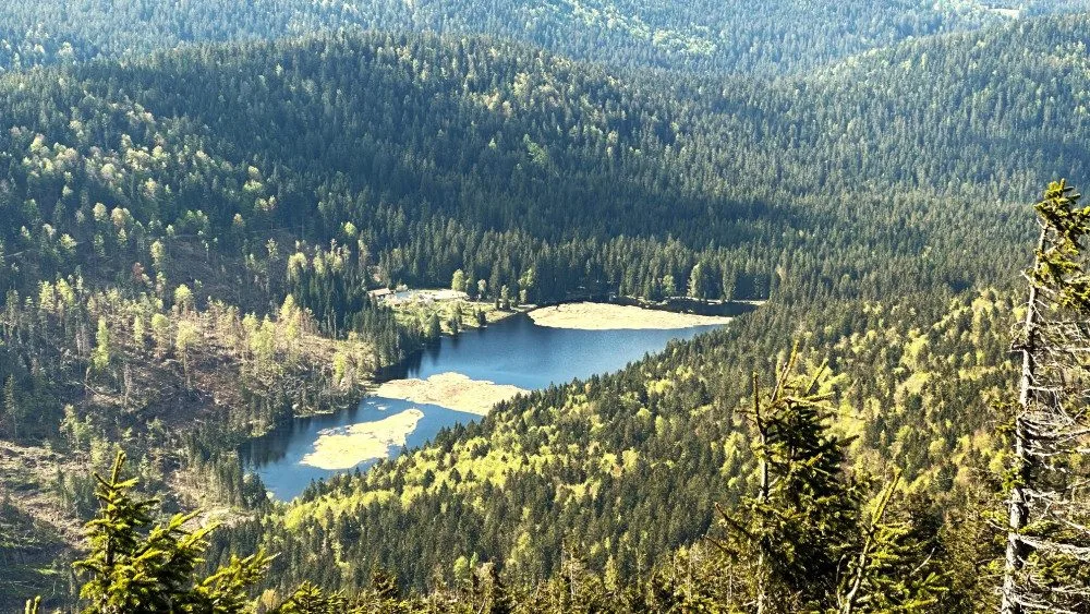 Malé Javorské jezero vás uchvátí krásou tří plovoucích ostrovů. Stromy v okolí ale zdevastoval kůrovec a následná těžba