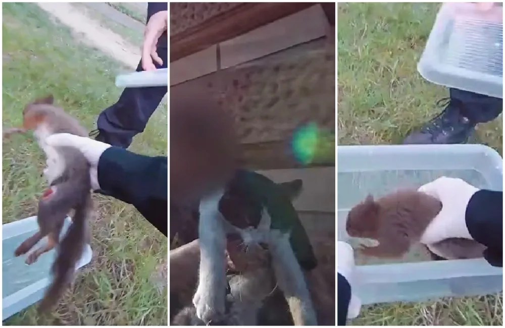 VIDEO: Strážníci zachraňovali uvízlou kočku i poraněnou veverku