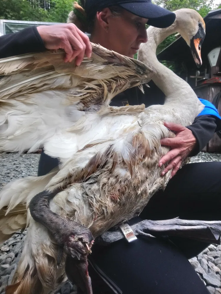 Hnízdící samici labutě napadl pes a způsobil jí otřesné zranění, které nepřežila. Hledají se svědci události