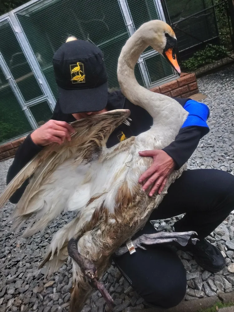 Hnízdící samici labutě napadl pes a způsobil jí otřesné zranění, které nepřežila. Hledají se svědci události
