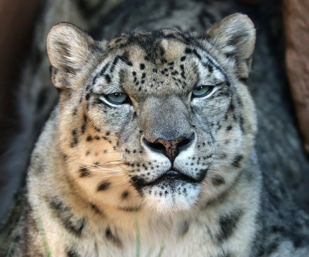 Elegantní levhart sněžný Naschan oslavil 20. narozeniny, jde o nejstarší kočkovitou šelmu v plzeňské zoo