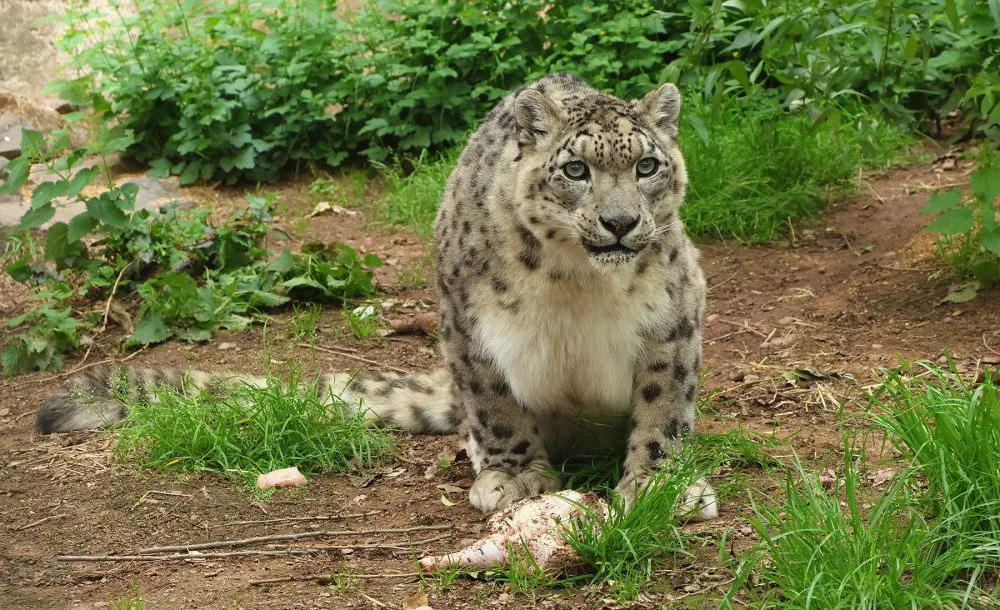 Elegantní levhart sněžný Naschan oslavil 20. narozeniny, jde o nejstarší kočkovitou šelmu v plzeňské zoo
