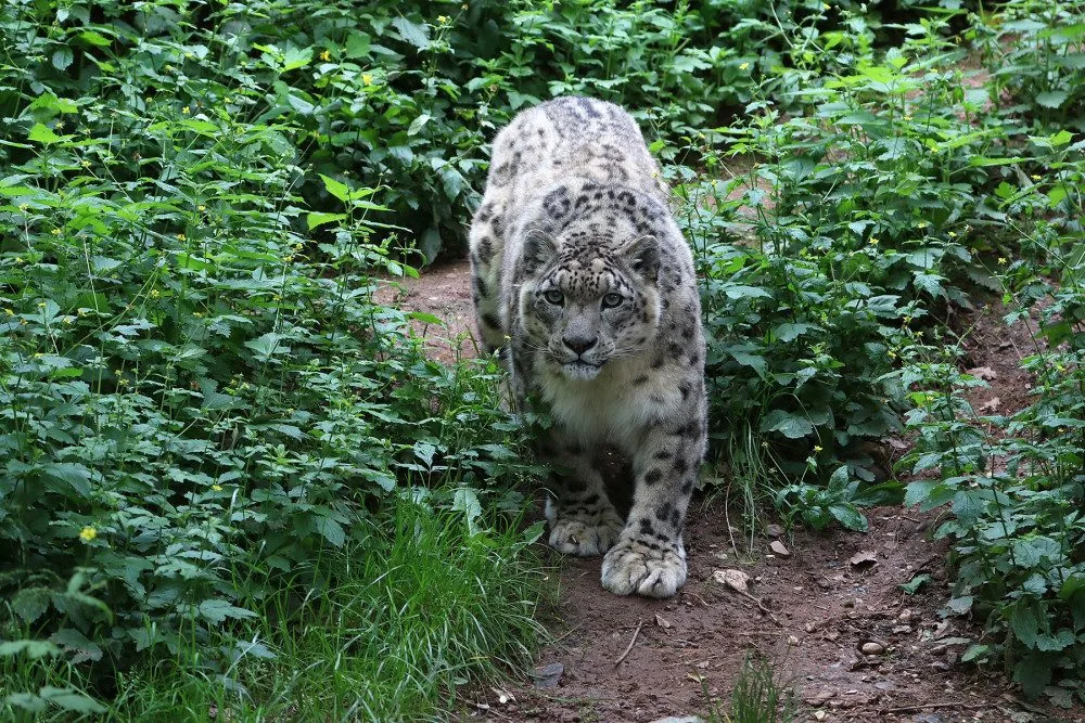 Elegantní levhart sněžný Naschan oslavil 20. narozeniny, jde o nejstarší kočkovitou šelmu v plzeňské zoo