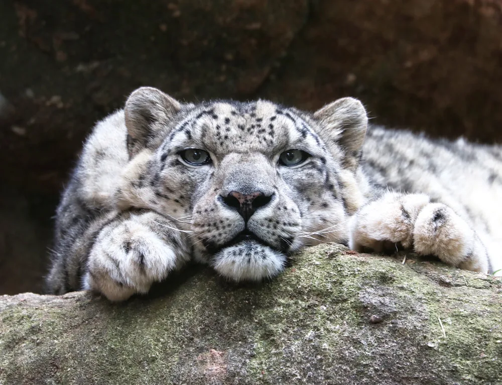 Elegantní levhart sněžný Naschan oslavil 20. narozeniny, jde o nejstarší kočkovitou šelmu v plzeňské zoo
