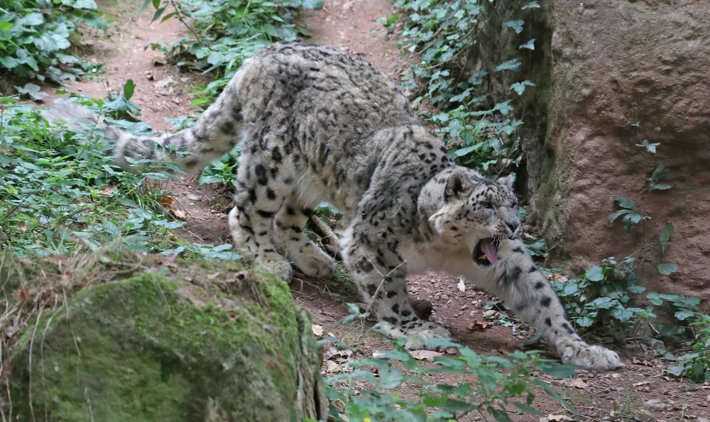 Elegantní levhart sněžný Naschan oslavil 20. narozeniny, jde o nejstarší kočkovitou šelmu v plzeňské zoo