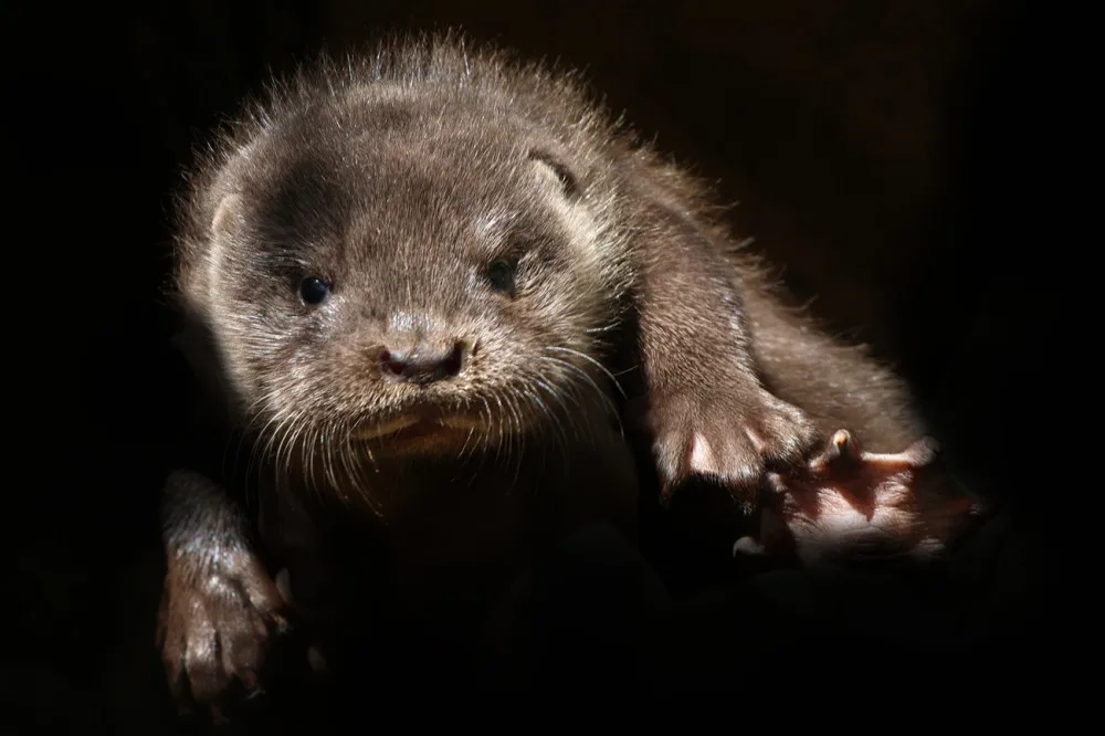 Chovatelům v plzeňské zoo dělají radost dvě vydří mláďata, jedná se o výjimečnou událost