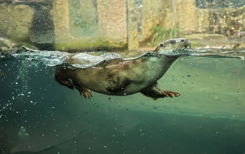 Chovatelům v plzeňské zoo dělají radost dvě vydří mláďata, jedná se o výjimečnou událost