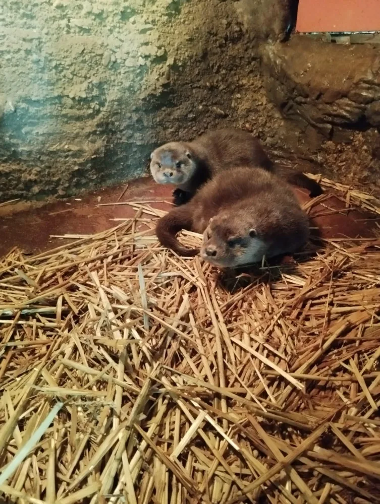 Chovatelům v plzeňské zoo dělají radost dvě vydří mláďata, jedná se o výjimečnou událost