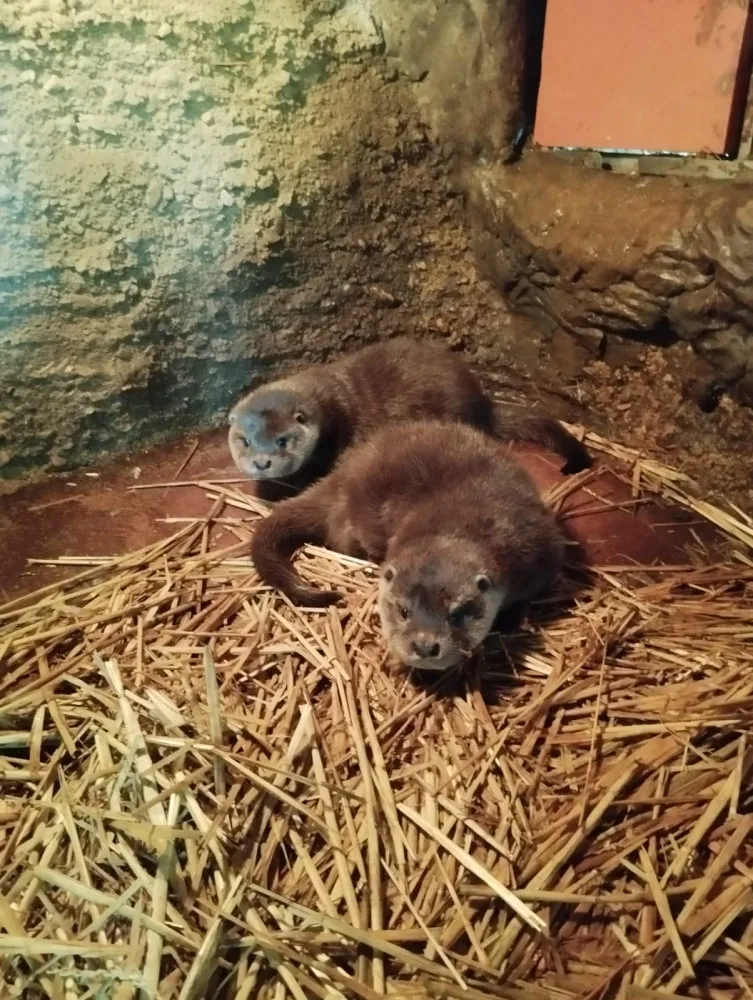 Chovatelům v plzeňské zoo dělají radost dvě vydří mláďata, jedná se o výjimečnou událost