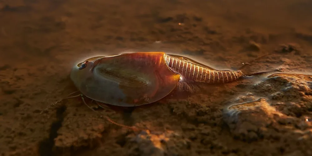 Tajemným listonohům připomínajícím pradávné trilobity se daří v přírodě díky dělostřeleckému pluku